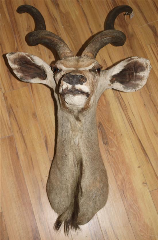 A Rowland Ward taxidermic Greater Kudu head, approx. 143cms